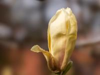 Magnolienblüte gelb